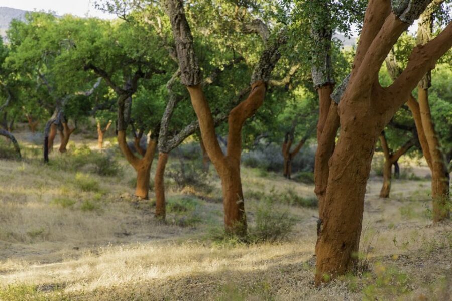 2 hr Walk in the Cork Forest - A cork forest walk that feels like micro-exploration