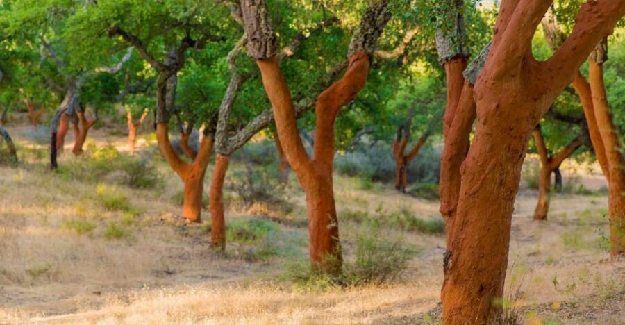 2 hr Walk in the Cork Forest - Meet at Corktrekking Winery in Redondo’s industrial zone
