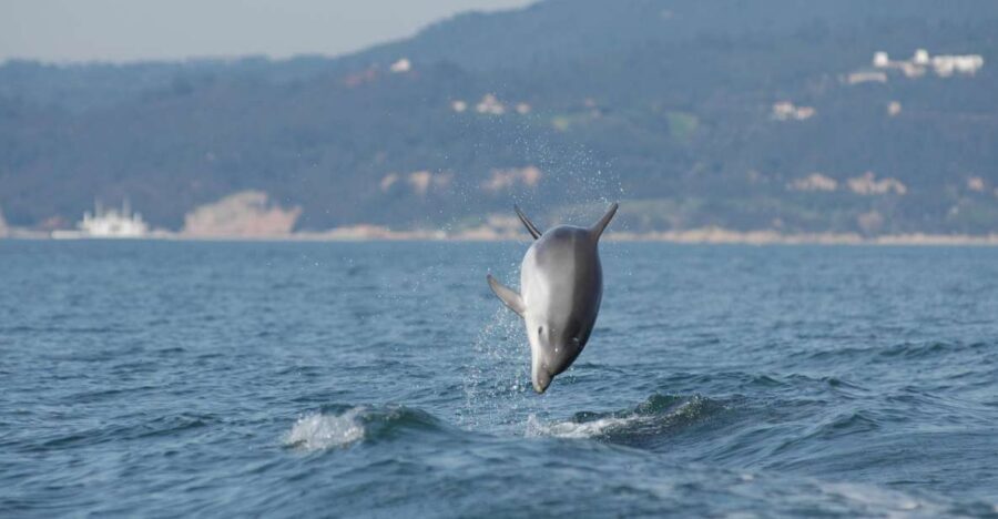 Arrábida - Sesimbra: Dolphin Watching - Key things to know before you go