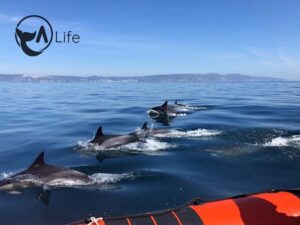 Arrábida - Sesimbra: Dolphin Watching - The 2-hour plan on the water (and why it works)