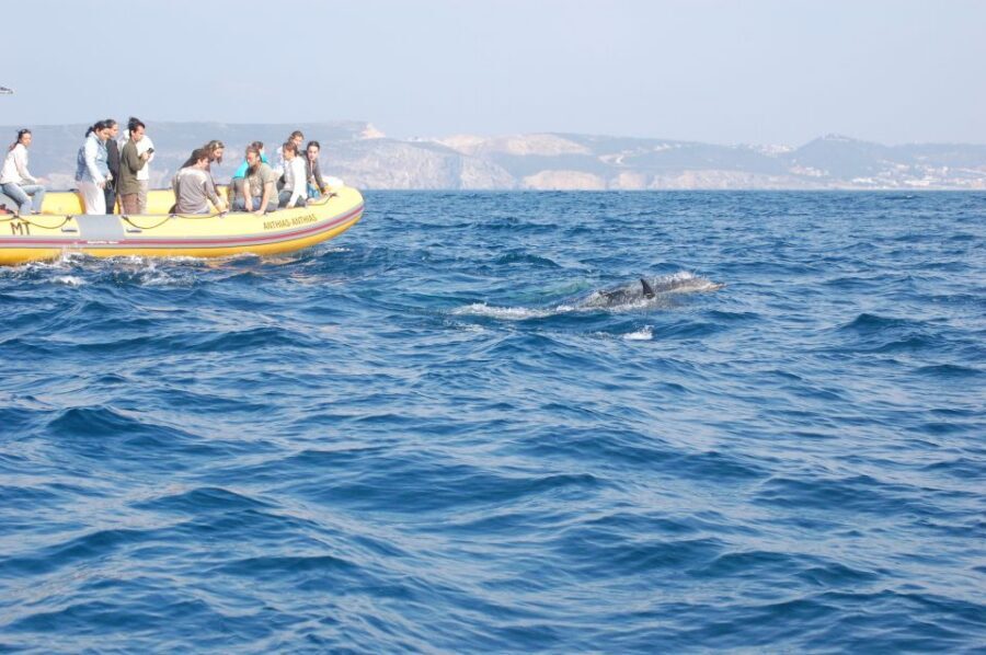 Arrábida - Sesimbra: Dolphin Watching - The dolphins you’re likely to see—and what you’re actually learning