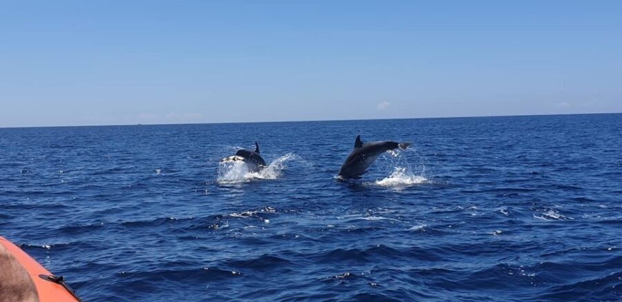 Arrábida - Sesimbra: Dolphin Watching - Views of Arrábida Natural Park from the boat