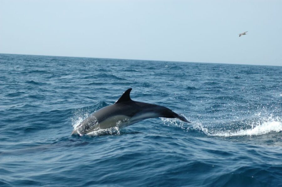 Arrábida - Sesimbra: Dolphin Watching - What’s included (and the value behind it)