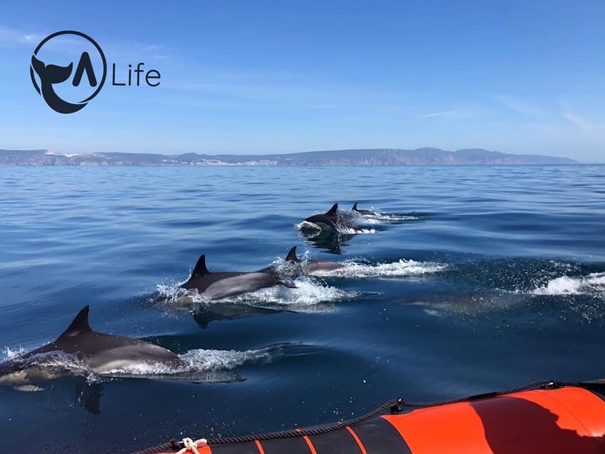 Arrábida - Sesimbra: Dolphin Watching - The 2-hour plan on the water (and why it works)