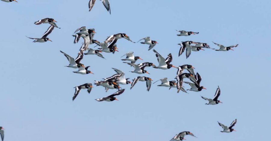 Birdwatching Boat Tour in the Tagus Estuary - Birdwatching from Lisbon’s River Doorstep