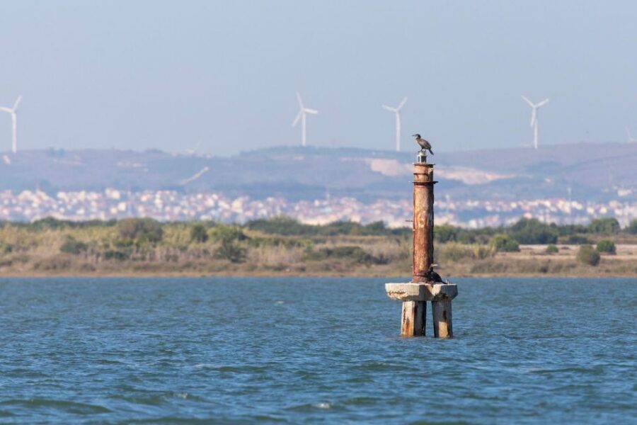 Birdwatching Boat Tour in the Tagus Estuary - Where You Start: SeaEO Tours at Doca de Santo Amaro (Gate 3)