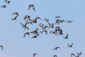 Birdwatching Boat Tour in the Tagus Estuary - The Speedboat Start: Doca Santo Amaro to the 25th of April Bridge
