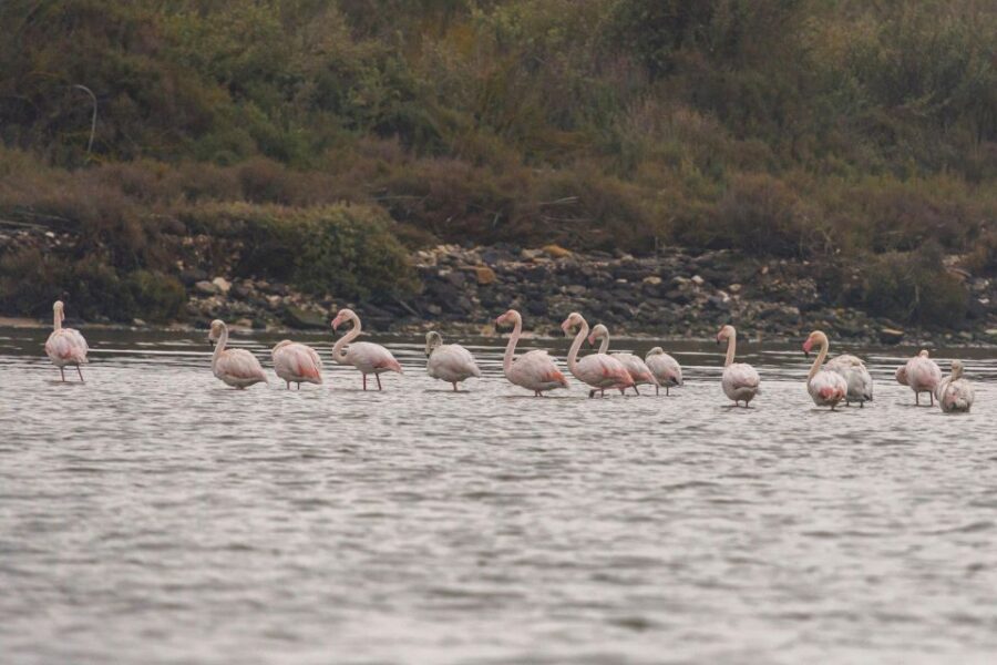 Birdwatching Boat Tour in the Tagus Estuary - Photo Stop and Marine Viewing Around Gaio-Rosário