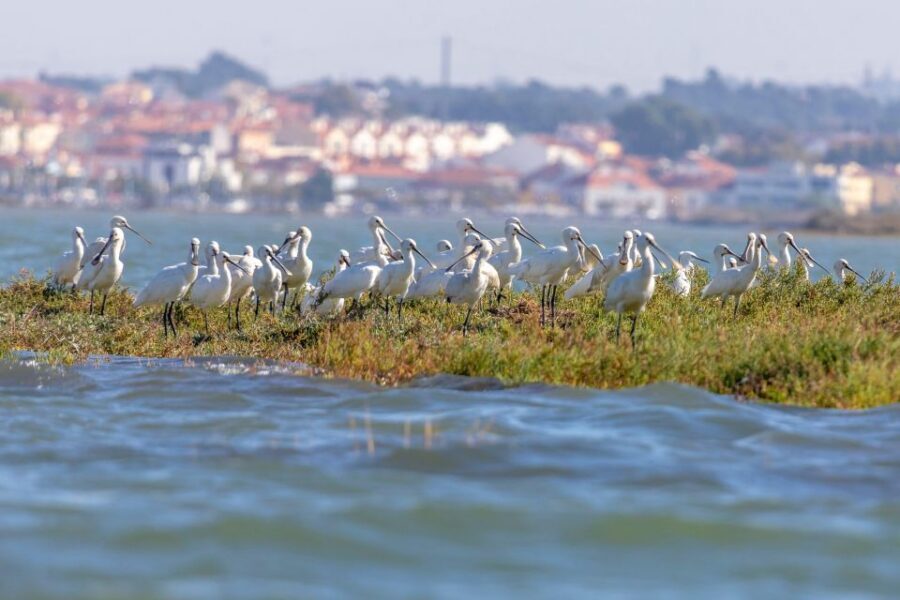 Birdwatching Boat Tour in the Tagus Estuary - What You Can Spot: Realistic Species Expectations