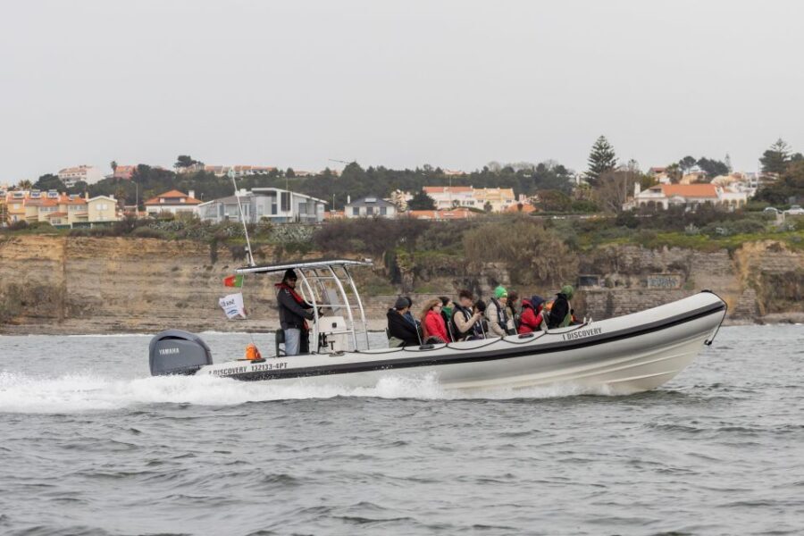 Birdwatching Boat Tour in the Tagus Estuary - Group Size, Comfort, and Motion on a Small Boat