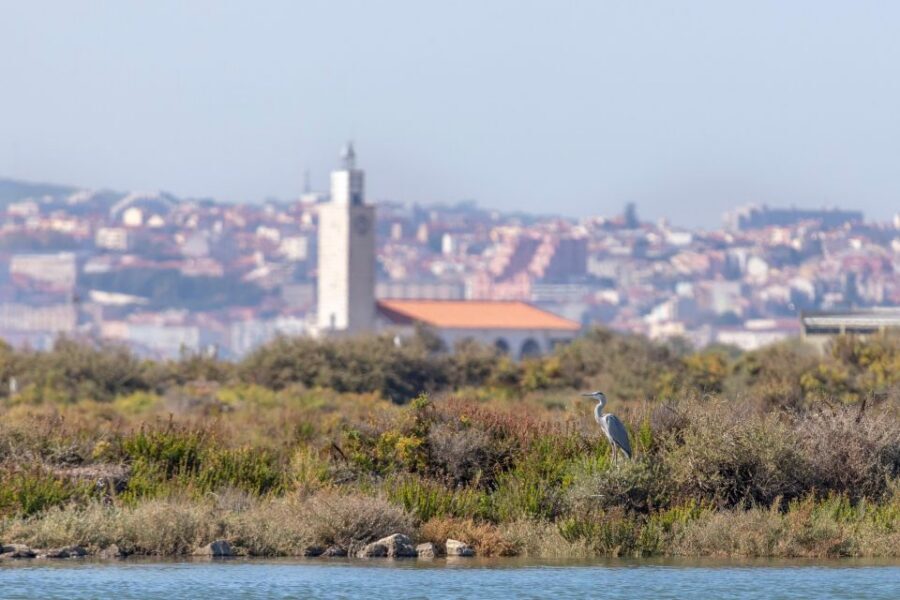 Birdwatching Boat Tour in the Tagus Estuary - Price and Value: Why $58 Feels Fair Here