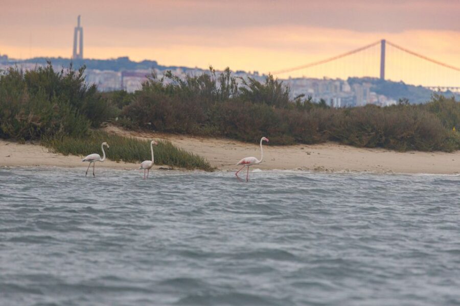 Birdwatching Boat Tour in the Tagus Estuary - What to Bring and How to Prepare (So You Enjoy It)