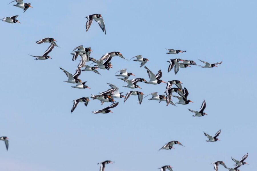 Birdwatching Boat Tour in the Tagus Estuary - The Speedboat Start: Doca Santo Amaro to the 25th of April Bridge