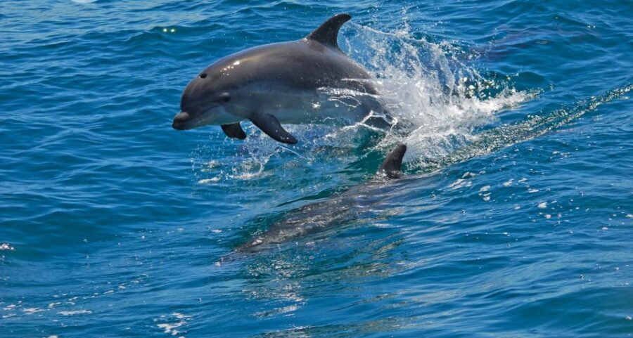Dolphin Watching in the Wild - Half Day Private Tour - Key Things To Know Before You Go