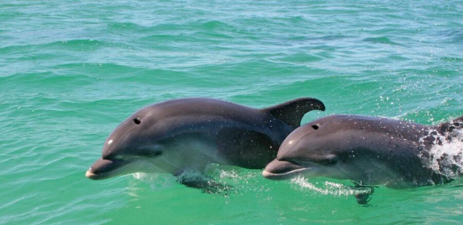 Dolphin Watching in the Wild - Half Day Private Tour - Pace and Logistics: Private Transport, Shared Boat, Half-Day Energy