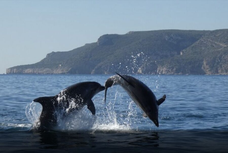 Dolphin Watching in the Wild - Half Day Private Tour - Should You Book This Dolphin Watching Tour?