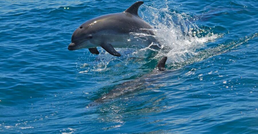 Dolphin Watching in the Wild - Half Day Private Tour - FAQ
