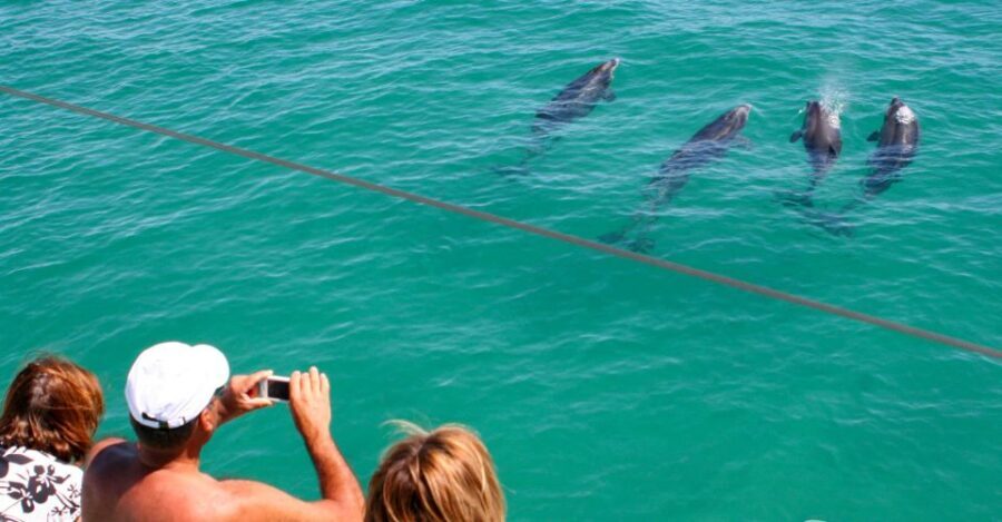 Dolphin Watching in the Wild - Half Day Private Tour - Why the Sado Estuary Is the Real Reason to Go