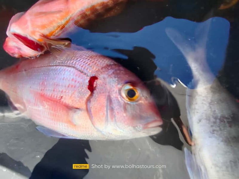 Explore Sesimbra: Sport Fishing All Inclusive half-day trip - Marine Life Viewing and 4 Hours of Fishing Time