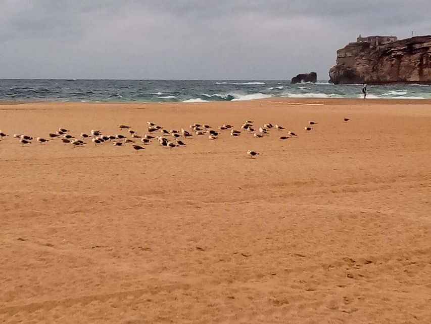 From Lisbon: Nazare and Sintra Private Tour - Surf Season Reality Check: October–March Helps, But It’s Still a Coin Flip