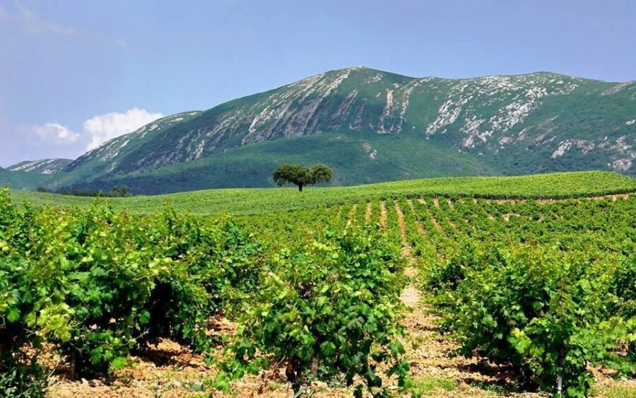 Full Day Private Wine Tour in Arrabida - Azeitão at the center of the day: Bacalhôa and Moscatel