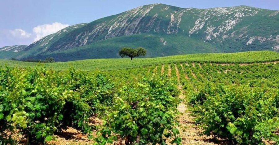 Full Day Private Wine Tour in Arrabida - Arrábida Natural Park: viewpoints over Tróia and the Atlantic