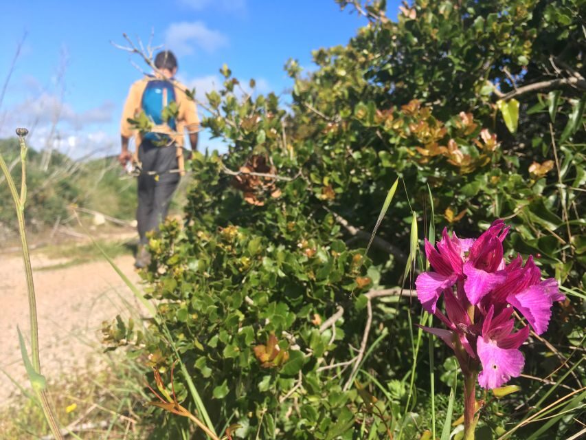 Hiking tour to Highest Limestone Cliff in Europe - Arrábida Natural Park: Flora and Wildlife Moments on the Way Up