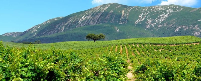 Hiking Tour to the highest point of Arrábida Mountain - Included Snacks: Local Bread, Cheese, and Practical Fuel