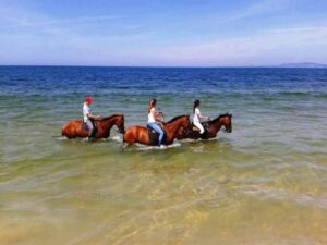 Horse riding on the beach, with private transfer from Lisbon - Praia de Melides: Two Hours of Horse Riding on White Sand