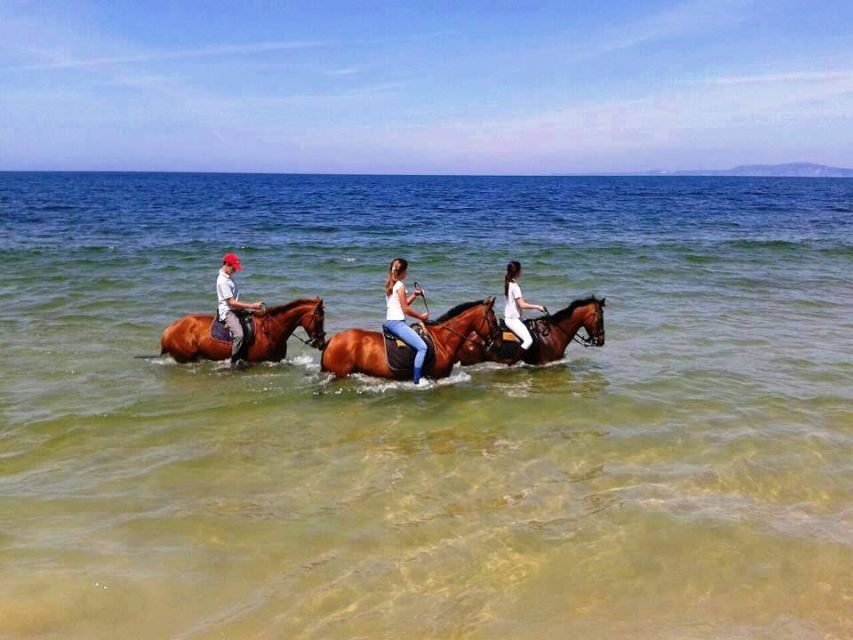 Horse riding on the beach, with private transfer from Lisbon - Praia de Melides: Two Hours of Horse Riding on White Sand