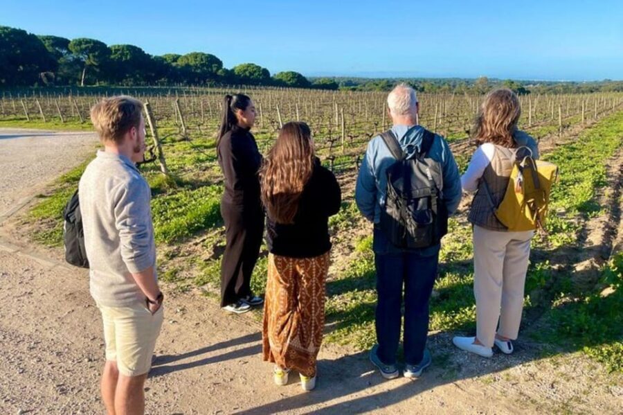 Lisbon: Private All Inclusive Setúbal & Arrábida Wine Tour - Winery time in the Setúbal region: what you’re really paying for