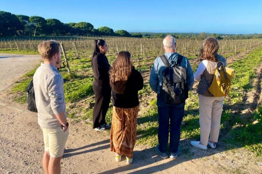 Lisbon: Private All Inclusive Setúbal & Arrábida Wine Tour - Pickup, private pacing, and how the logistics affect the experience
