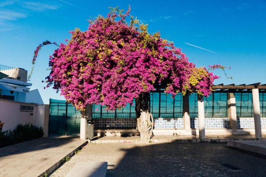 Lisbon: Private Evening Tour with Drinks & Bites in Alfama - Meeting at Farmácia da Mouraria: where the night starts