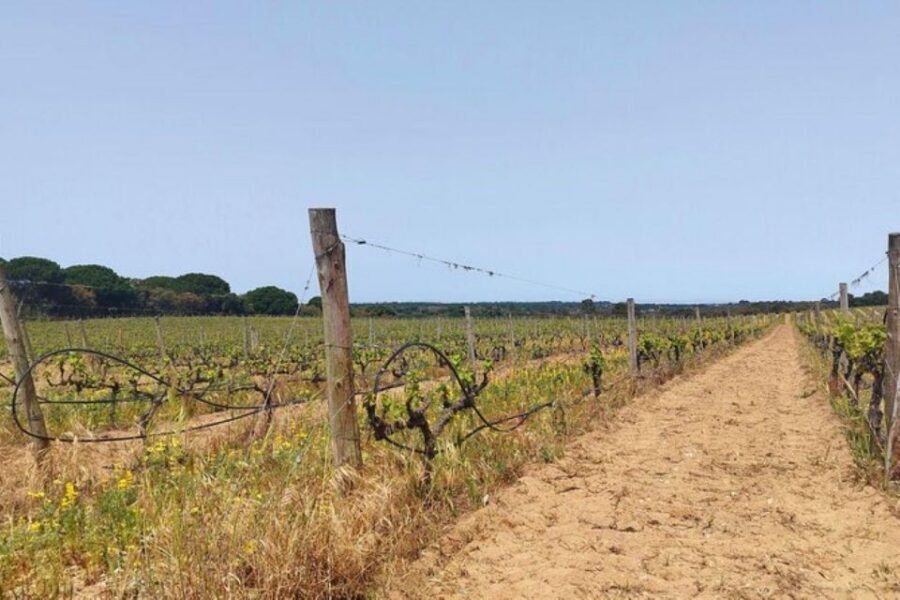 Lisbon: Private Full Day Evora & Alentejo Wine Tour - What you actually get for your money: included entrances, tastings, and food