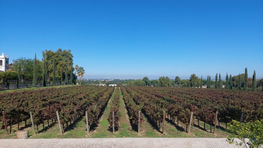 Lisbon: Private Full-Day Wine Tasting Tour in a premium car - Key Highlights Worth Booking For