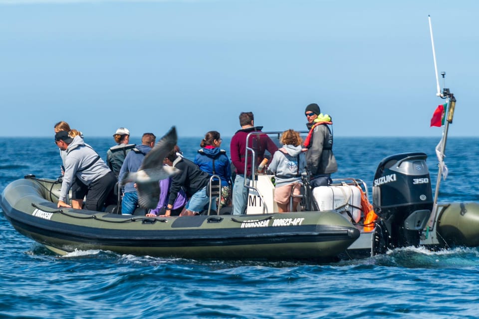 Lisbon: Speedboat Trip to Bugio Lighthouse - Oeiras Riverside: Where the River Feels Different