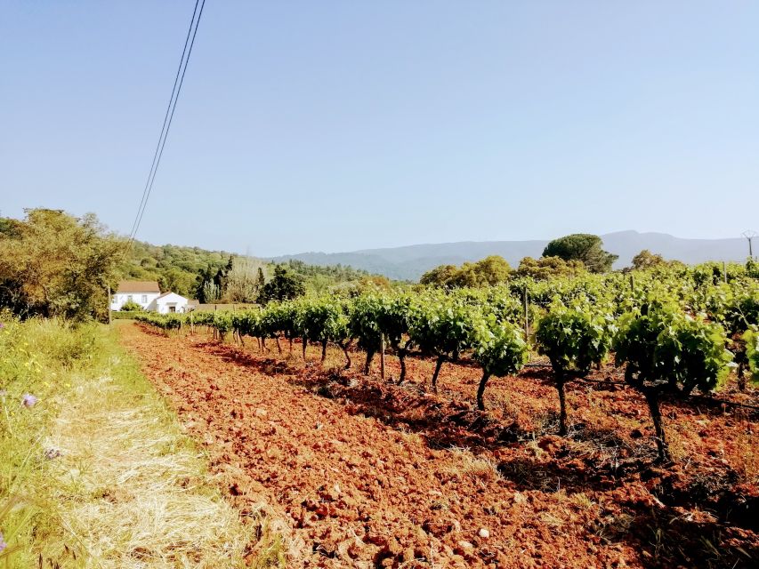 Lisbon: Surf or Bodyboard and Wine Tasting - Who this trip suits best (and who should skip it)