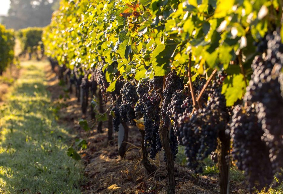 Private Lisbon Arrábida Wine Tour: Culture, Scenery & Wines - First Winery Session: What You’ll Learn at Bacalhôa, Catralvos, Fonseca, or Piloto