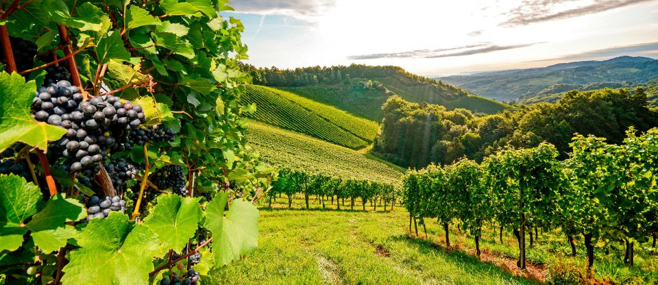 Private Lisbon Arrábida Wine Tour: Culture, Scenery & Wines - Second Winery Visit: More Terroir Talk, Another Round of Pairings