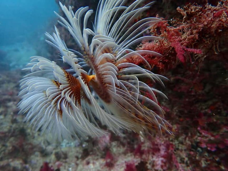 Sesimbra: Arrábida Marine Reserve Scuba Diving Experience - Key Highlights You’ll Feel Fast