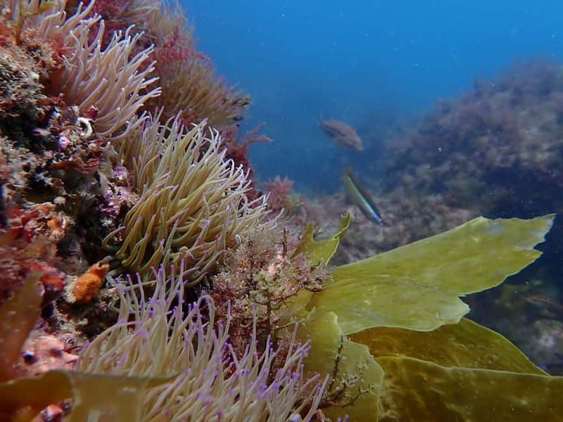 Sesimbra: Arrábida Marine Reserve Scuba Diving Experience - Instructors, Photo Service, and SSI Certification: The Full Package