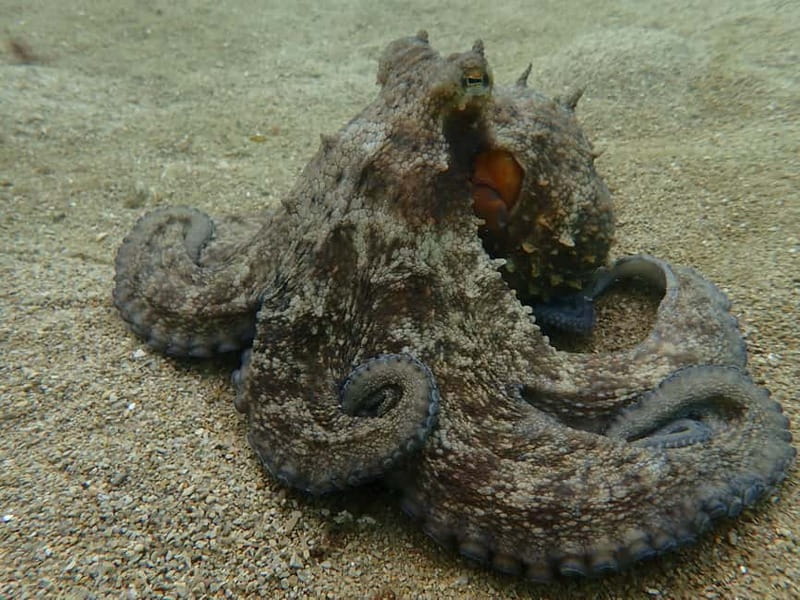 Sesimbra: Arrábida Marine Reserve Scuba Diving Experience - What to Bring (and Who Should Skip This)