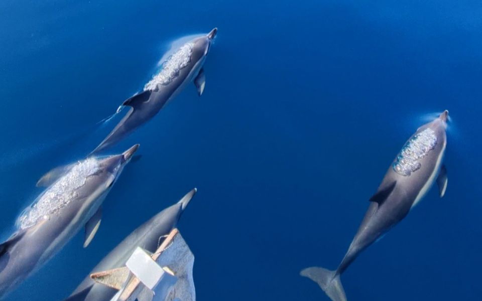 Sesimbra: Dolphin Watching with a marine biologist - Quick hits before you set out