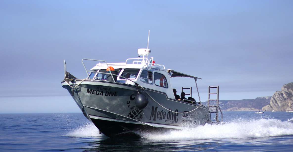 Sesimbra: Dolphin Watching with a marine biologist - Photo stop energy at CV7Q+XV: where your best shots often happen