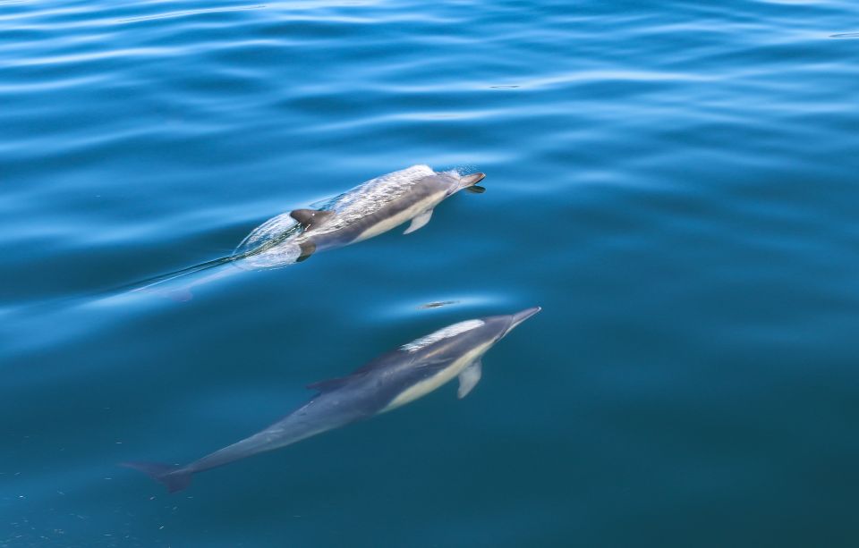 Sesimbra: Dolphin Watching with a marine biologist - Price and value: what $58 buys you in the real world