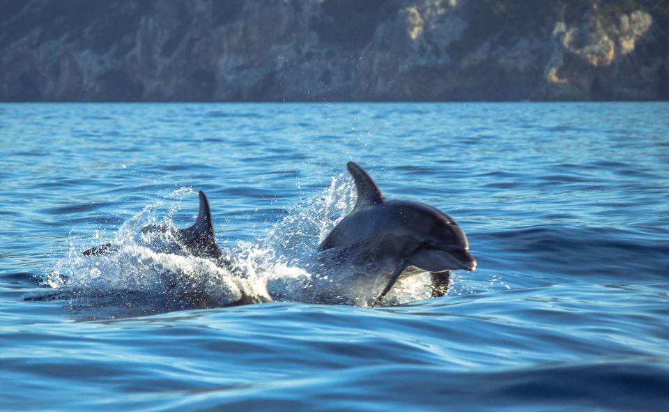 Sesimbra: Dolphin Watching with a marine biologist - Professor Luiz Saldanha Marine Park: how the biologist changes dolphin watching