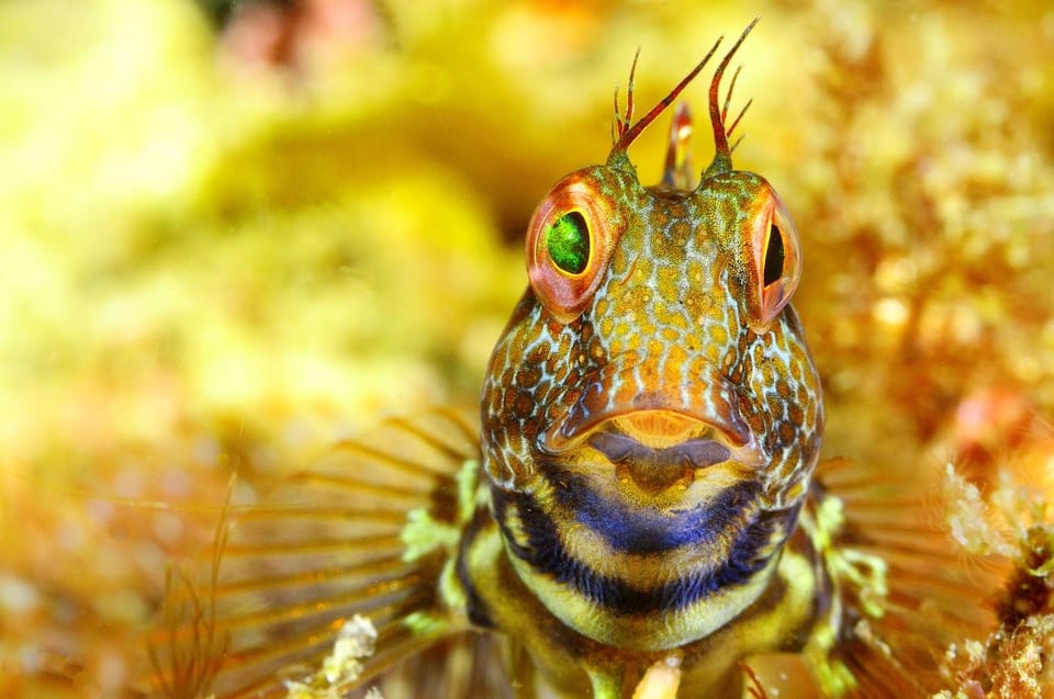 Sesimbra: Scuba Diving Experience for Beginners - Small groups: the difference between rushing and learning