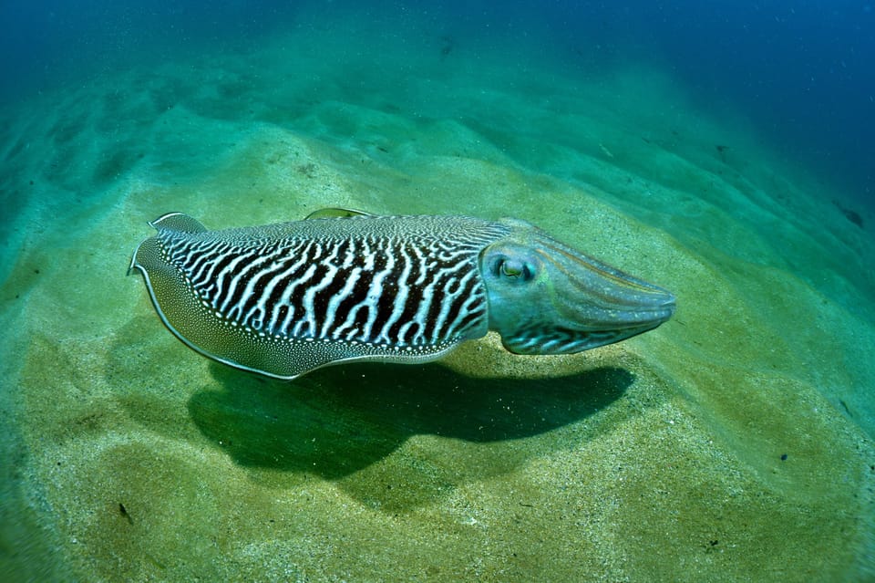 Sesimbra: Scuba Diving Experience for Beginners - Price and value: $116 that’s easier to justify