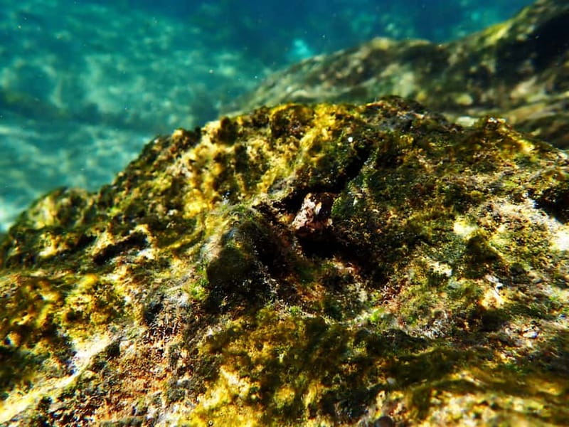 Sesimbra: Snorkeling experience in Arrábida Marine Reserve - Who this snorkeling experience fits best