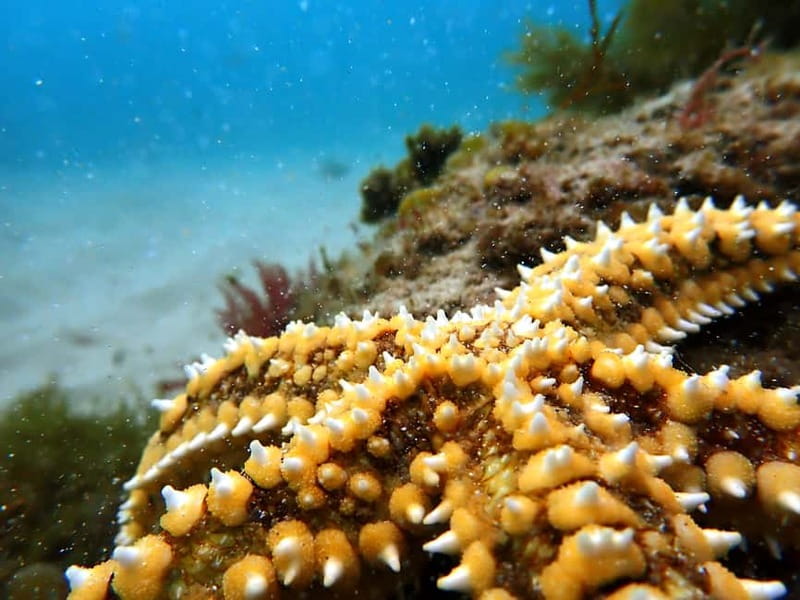 Sesimbra: Snorkeling experience in Arrábida Marine Reserve - Meeting at Clube Naval de Sesimbra: quick setup, minimal fuss
